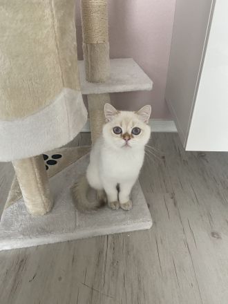 BKH Black Silver Shaded