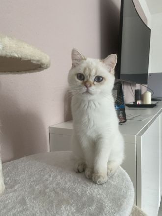 BKH Black Silver Shaded