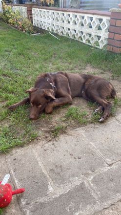 Fritz sucht neues nettes Zuhause