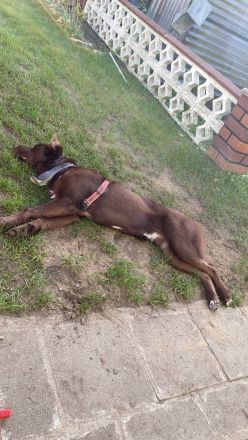 Fritz sucht neues nettes Zuhause