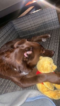 Fritz sucht neues nettes Zuhause