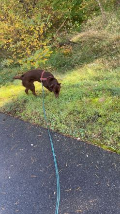 Fritz sucht neues nettes Zuhause