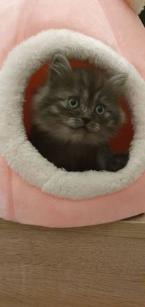 Katzen baby männlich