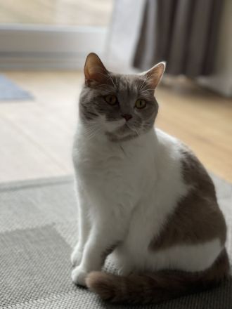 BKH Kitten zu verkaufen