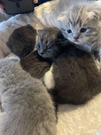 BKH Kitten zu verkaufen