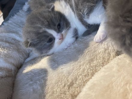 BKH Kitten zu verkaufen