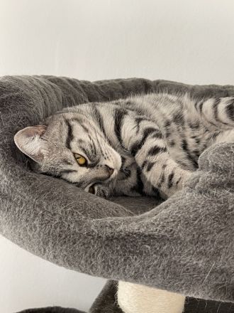 BKH Kitten zu verkaufen