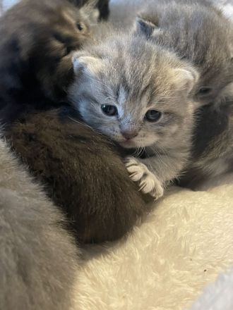 BKH Kitten zu verkaufen