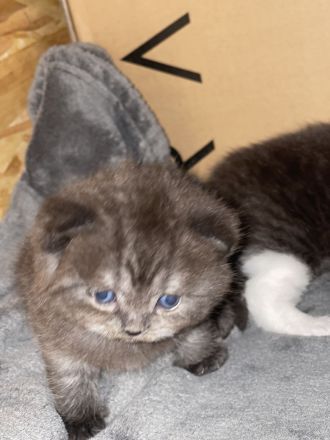 BKH Kitten zu verkaufen