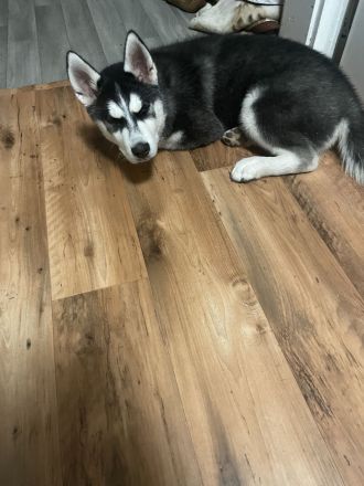 Siberian Husky Welpen