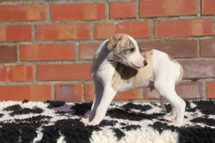 Whippet-Welpen suchen liebevolle Plätze
