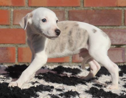 Whippet-Welpen suchen liebevolle Plätze