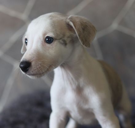 Whippet-Welpen suchen liebevolle Plätze