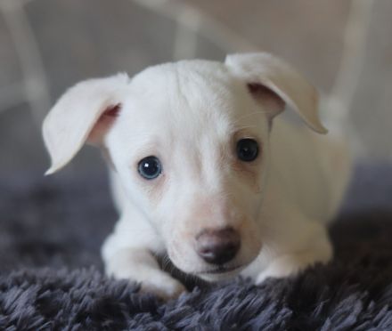 Whippet-Welpen suchen liebevolle Plätze