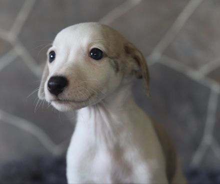 Whippet-Welpen suchen liebevolle Plätze