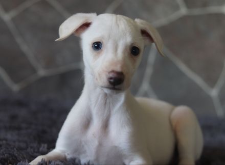 Whippet-Welpen suchen liebevolle Plätze