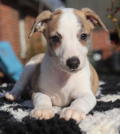Whippet-Welpen suchen liebevolle Plätze