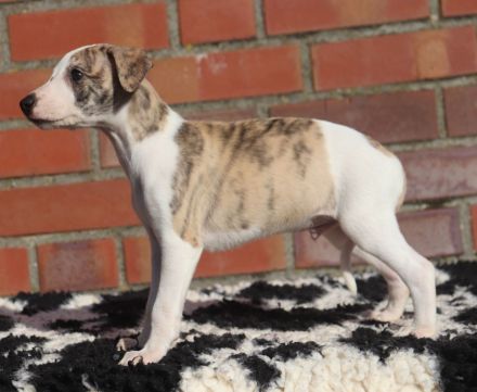 Whippet-Welpen suchen liebevolle Plätze