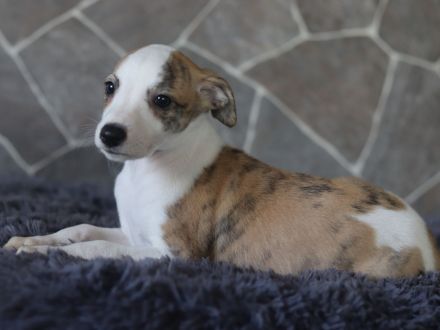 Whippet-Welpen suchen liebevolle Plätze