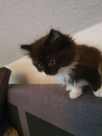 Ab Mai junge EKH-MIX Kätzchen abzugeben!