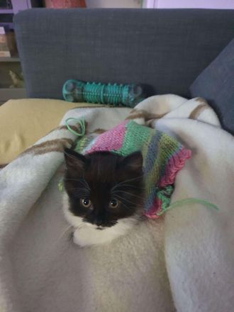 Ab Mai junge EKH-MIX Kätzchen abzugeben!