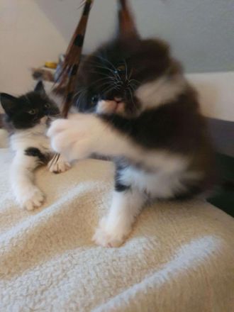 Ab Mai junge EKH-MIX Kätzchen abzugeben!