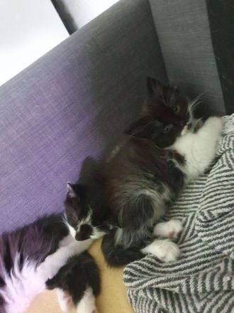 Ab Mai junge EKH-MIX Kätzchen abzugeben!