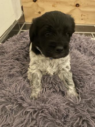 Liebevolle Welpen Suchen Ein Zuhause