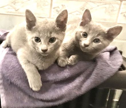 von Rinke Blue - mit Stammbaum - Russisch Blau