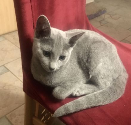 von Rinke Blue - mit Stammbaum - Russisch Blau