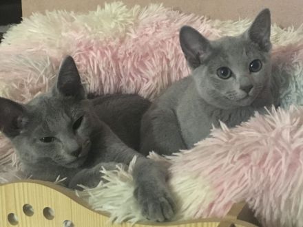 von Rinke Blue - mit Stammbaum - Russisch Blau