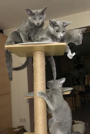 von Rinke Blue - mit Stammbaum - Russisch Blau