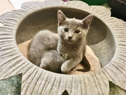 von Rinke Blue - mit Stammbaum - Russisch Blau