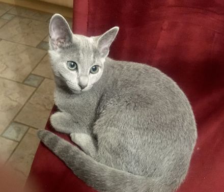 von Rinke Blue - mit Stammbaum - Russisch Blau