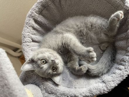 BKH Kitten abgabebereit