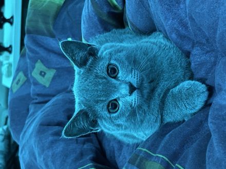 BKH Kitten abgabebereit