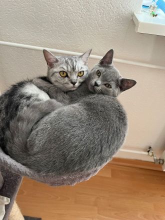 BKH Kitten abgabebereit