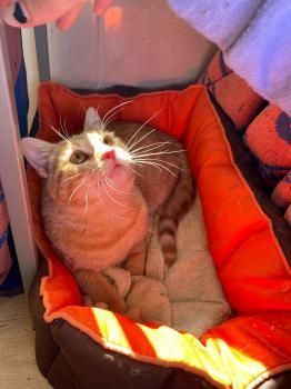 Perseus, FIV positiv