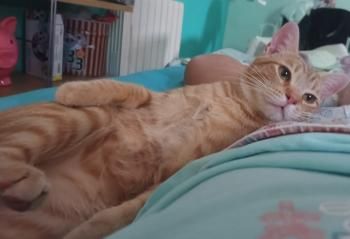 Perseus, FIV positiv