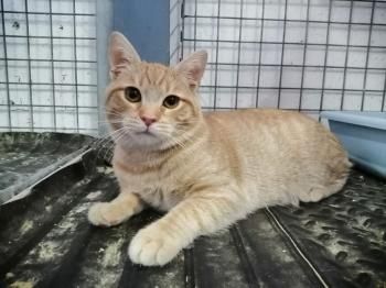 Perseus, FIV positiv