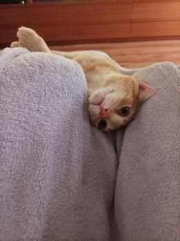 Perseus, FIV positiv