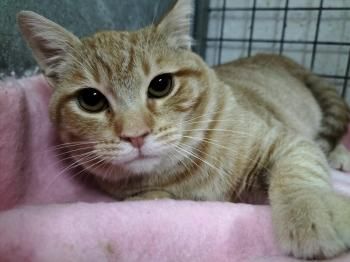 Perseus, FIV positiv