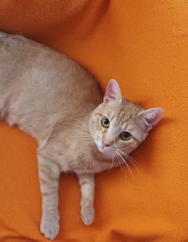 Perseus, FIV positiv