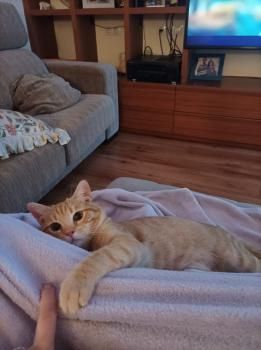 Perseus, FIV positiv