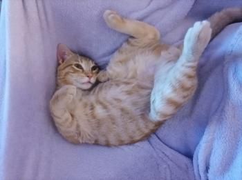 Perseus, FIV positiv