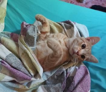 Perseus, FIV positiv