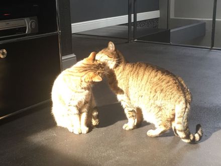 Getigerte Katzenschwestern anzubieten