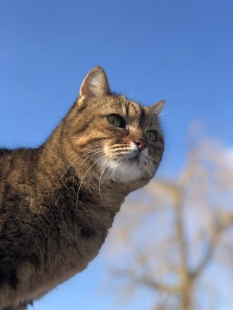 Getigerte Katzenschwestern anzubieten
