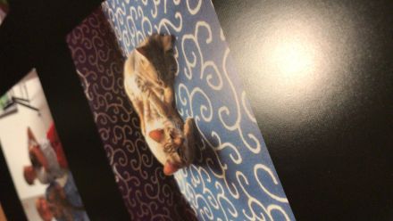 Getigerte Katzenschwestern anzubieten