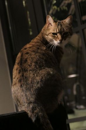 Getigerte Katzenschwestern anzubieten